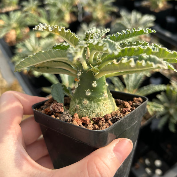 Dorstenia lavrani — plant photograph 1