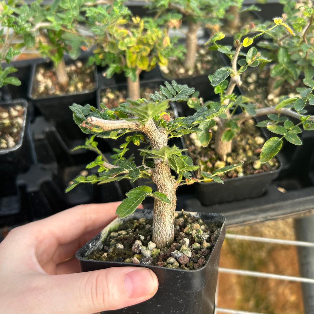 Commiphora monstruosa-Burseraceae-W1cm-image-4