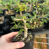 Commiphora monstruosa-Burseraceae-W1cm-image-4