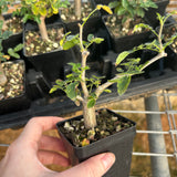 Commiphora monstruosa-Burseraceae-W1cm-image-5