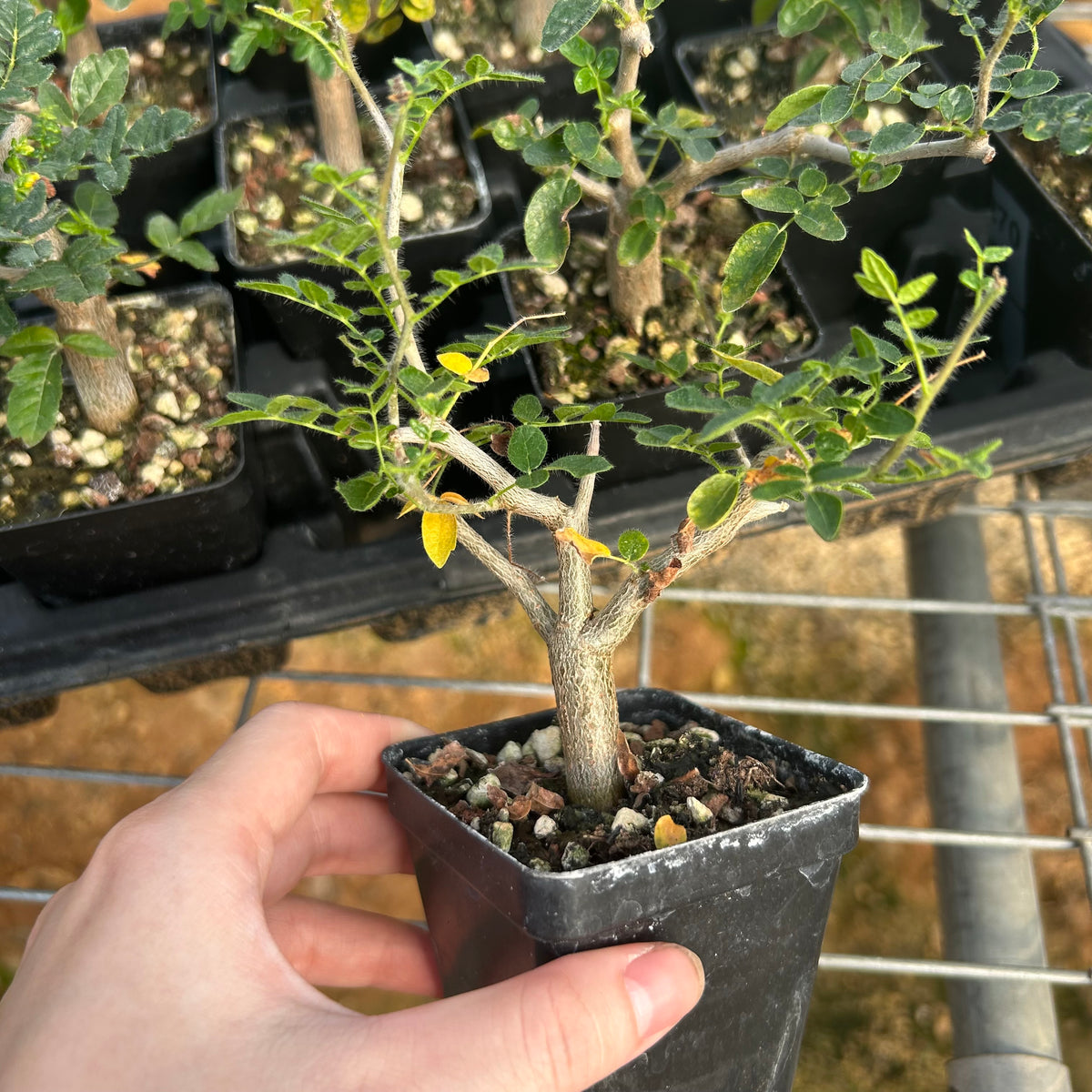 Commiphora monstruosa-Burseraceae-W1cm-image-3