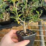 Commiphora monstruosa-Burseraceae-W1cm-image-3