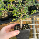 Commiphora monstruosa-Burseraceae-W1cm-image-2