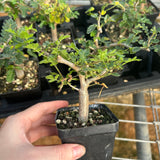 Commiphora monstruosa-Burseraceae-W1cm-image-1
