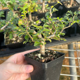 Commiphora monstruosa-Burseraceae-W1cm-image-6