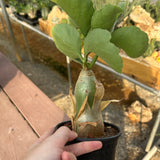 Cyphostemma uter var. macropus (Angola)-Cyphostemma-image-1