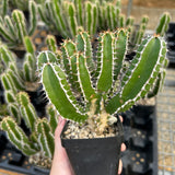 Euphorbia mlanjeana
