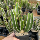 Euphorbia mlanjeana