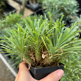 Euphorbia multifolia