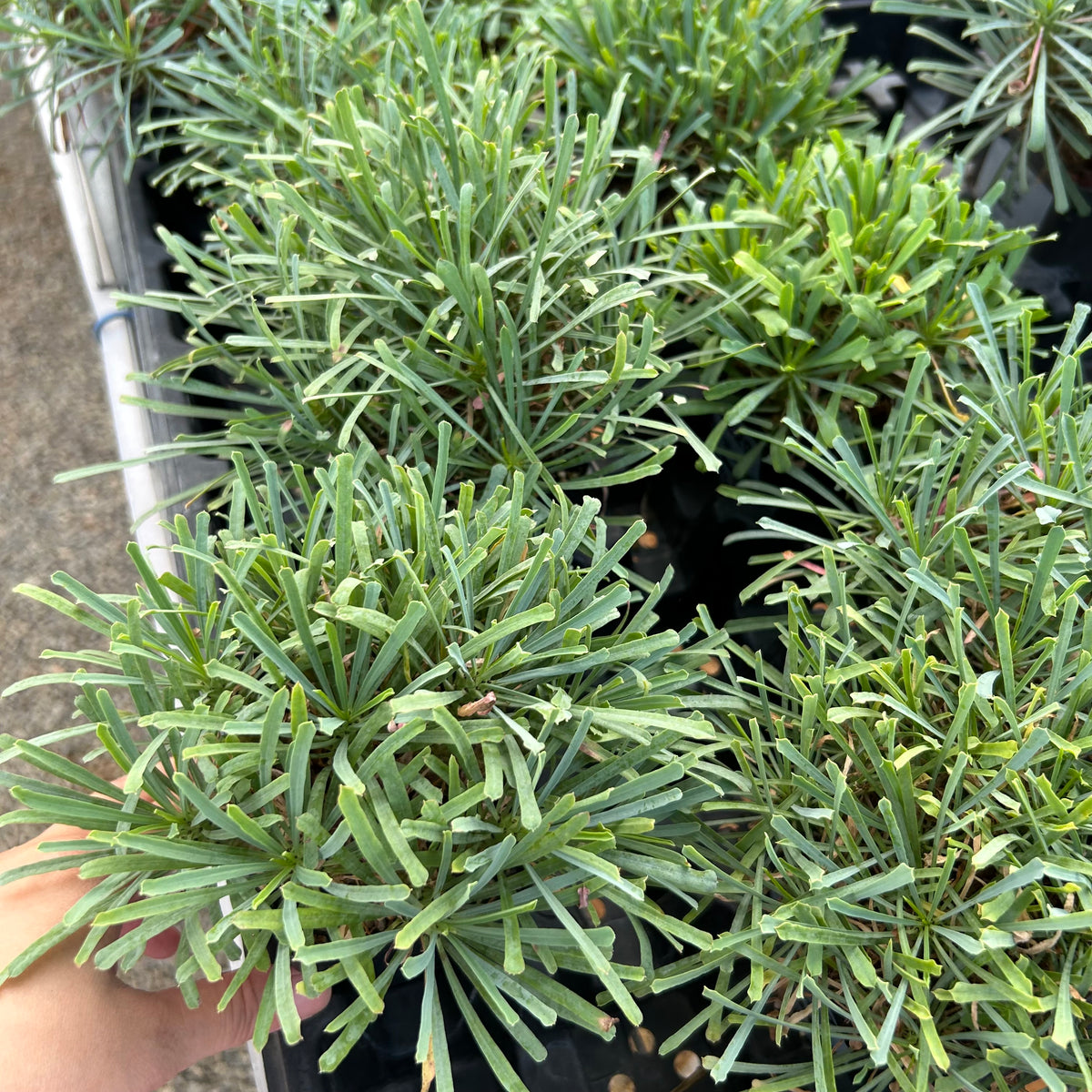 Euphorbia multifolia