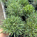 Euphorbia multifolia
