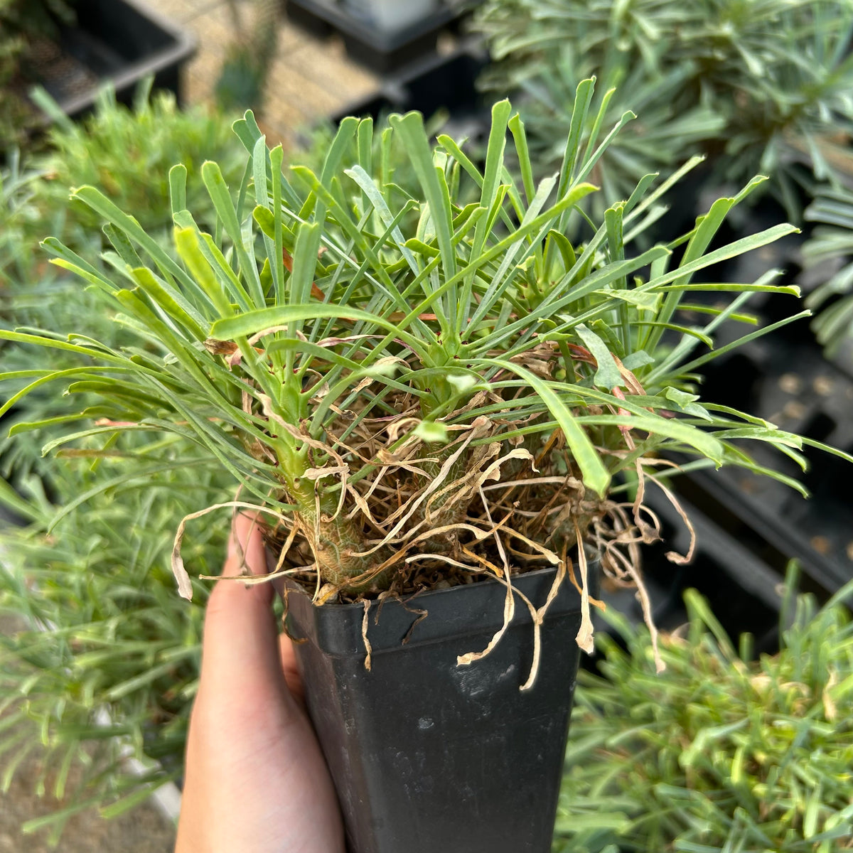 Euphorbia multifolia