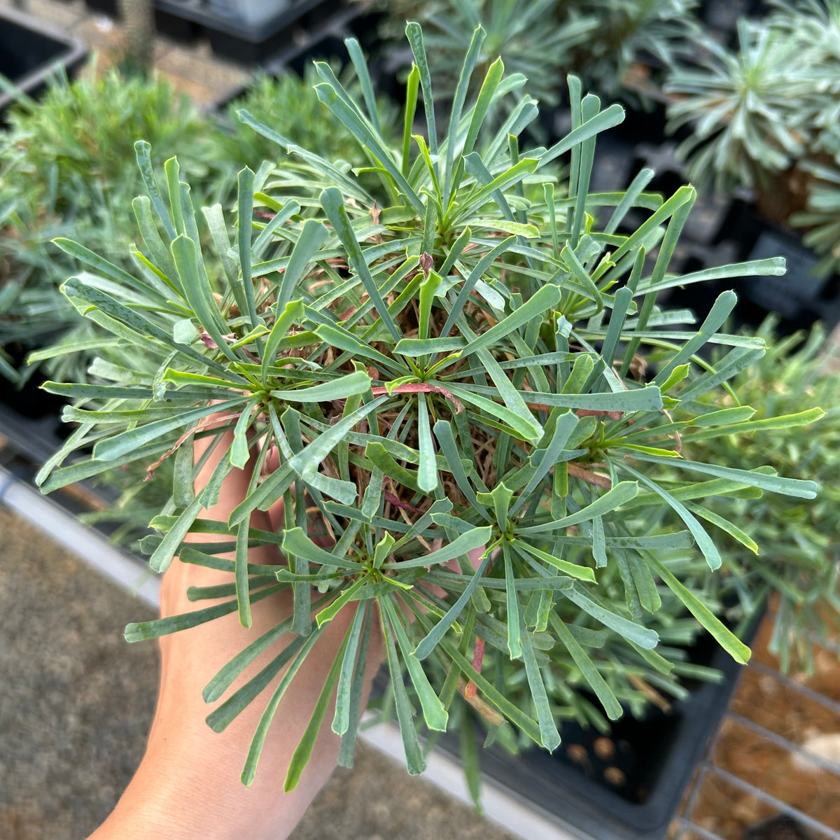 Euphorbia multifolia