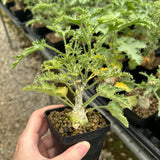 Dendrosicyos socotranus-Dendrosicyos-W2.5-3cm-image-2