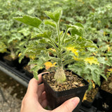 Dendrosicyos socotranus-Dendrosicyos-W2.5-3cm-image-3