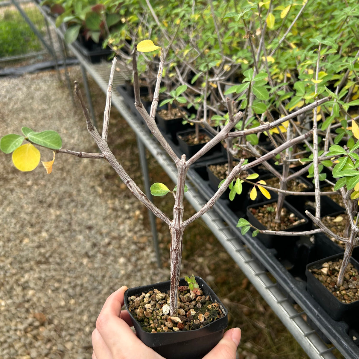 Euphorbia aff. polyantha ‘Gof Choba‘-Euphorbia-W0.5-1cm-image-1