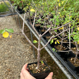 Euphorbia aff. polyantha ‘Gof Choba‘-Euphorbia-W0.5-1cm-image-1