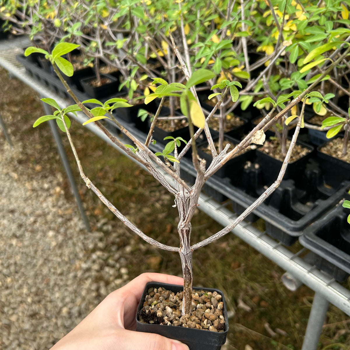 Euphorbia aff. polyantha ‘Gof Choba‘-Euphorbia-W0.5-1cm-image-2