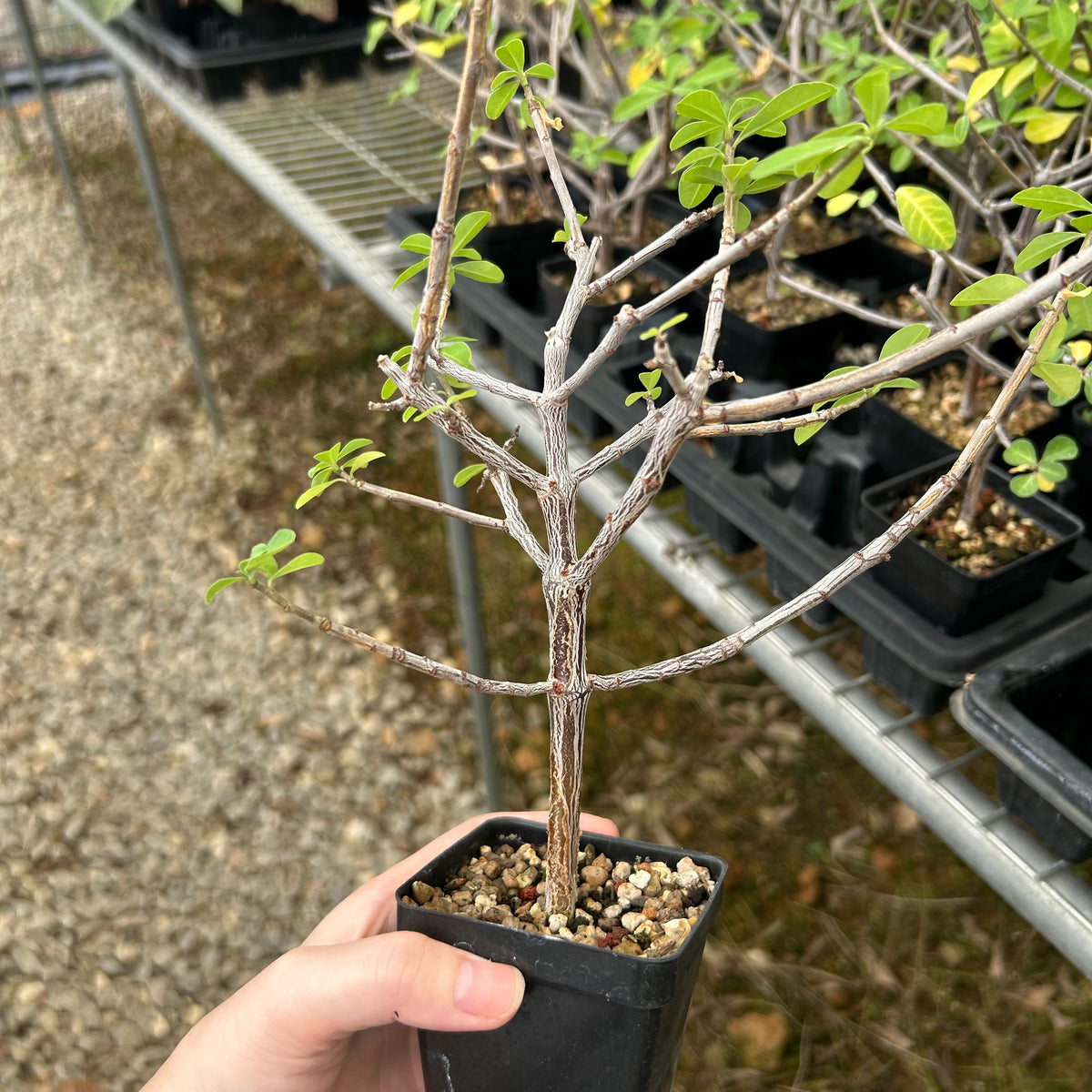 Euphorbia aff. polyantha ‘Gof Choba‘-Euphorbia-W0.5-1cm-image-3