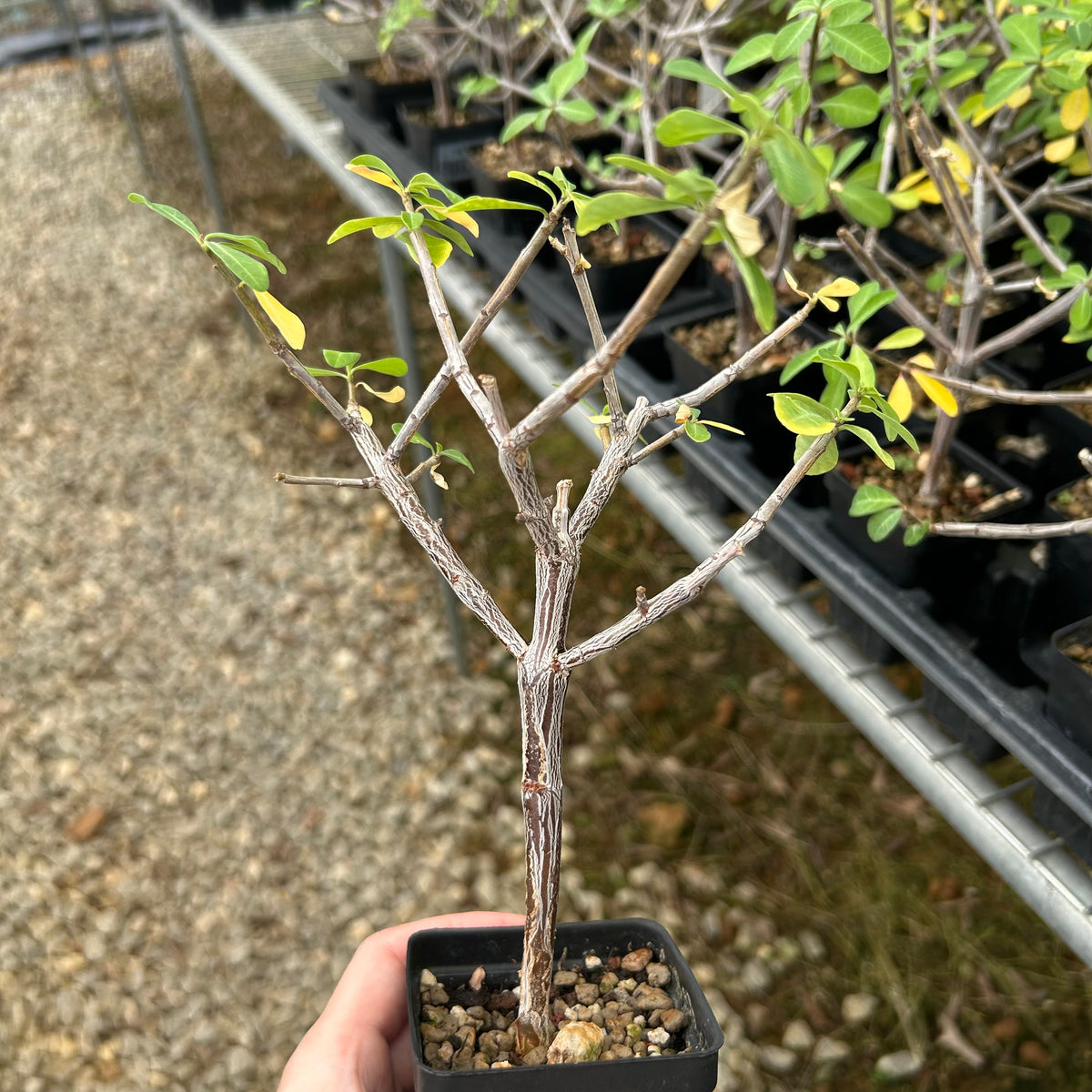 Euphorbia aff. polyantha ‘Gof Choba‘-Euphorbia-W0.5-1cm-image-4