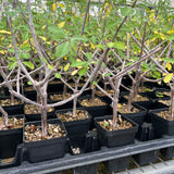 Euphorbia aff. polyantha ‘Gof Choba‘-Euphorbia-W0.5-1cm-image-7