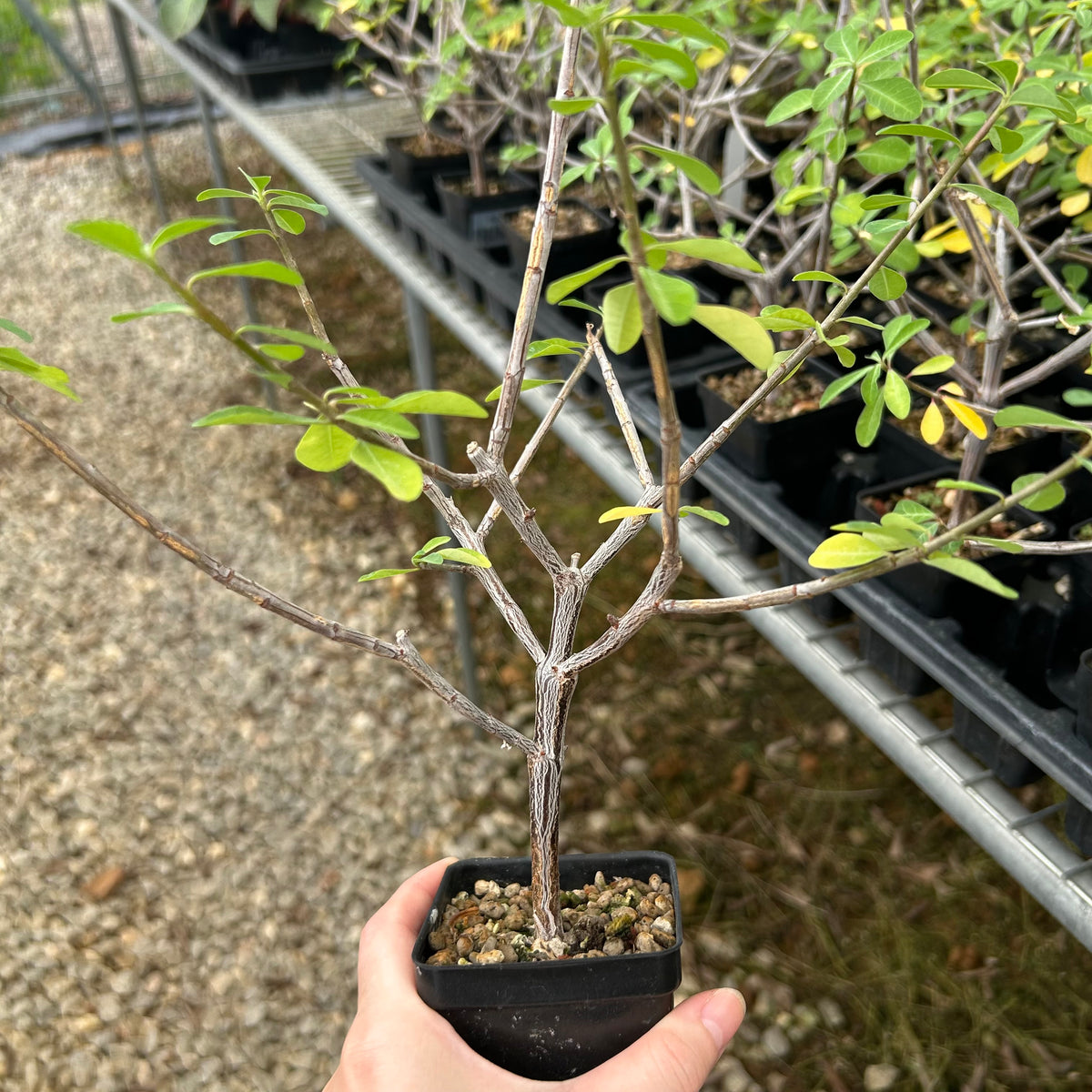 Euphorbia aff. polyantha ‘Gof Choba‘-Euphorbia-W0.5-1cm-image-5
