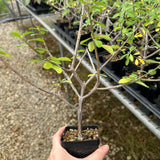 Euphorbia aff. polyantha ‘Gof Choba‘-Euphorbia-W0.5-1cm-image-5