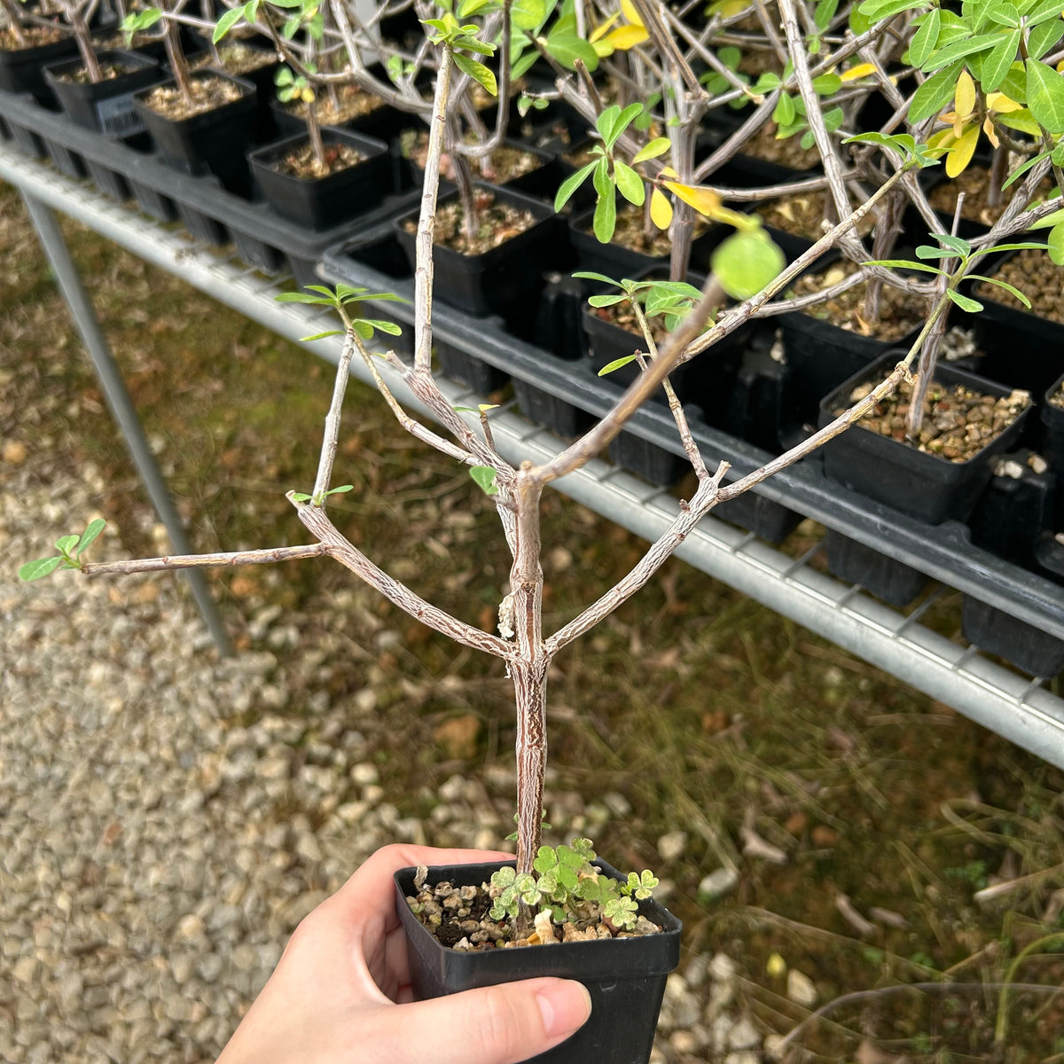 Euphorbia aff. polyantha ‘Gof Choba‘-Euphorbia-W0.5-1cm-image-6