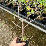 Euphorbia aff. polyantha ‘Gof Choba‘-Euphorbia-W0.5-1cm-image-6
