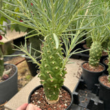 Euphorbia monteiroi | Angola form-Euphorbia-W5-6cm-image-7