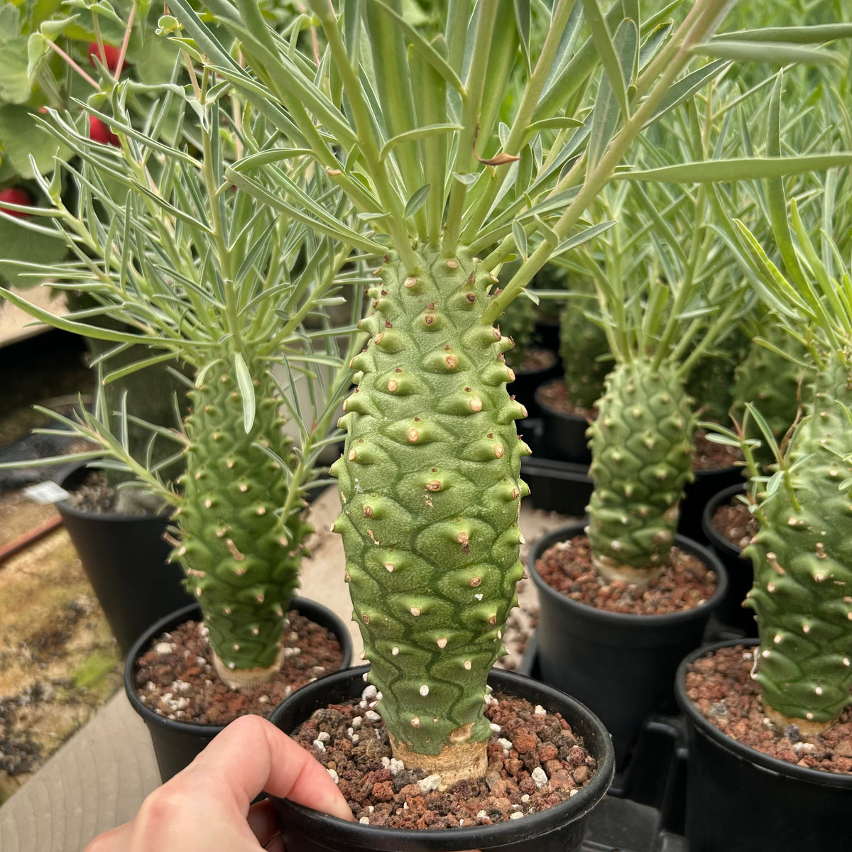 Euphorbia monteiroi | Angola form-Euphorbia-W5-6cm-image-8