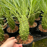 Euphorbia monteiroi | Angola form-Euphorbia-W5-6cm-image-5