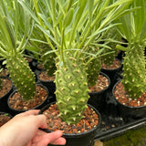 Euphorbia monteiroi | Angola form-Euphorbia-W5-6cm-image-6