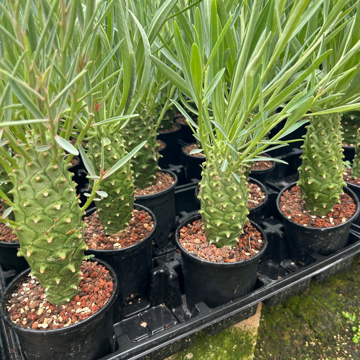 Euphorbia monteiroi | Angola form-Euphorbia-W5-6cm-image-9