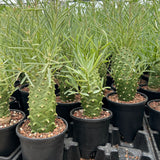 Euphorbia monteiroi | Angola form-Euphorbia-W5-6cm-image-10