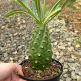 Euphorbia monteiroi | Angola form-Euphorbia-W5-6cm-image-2