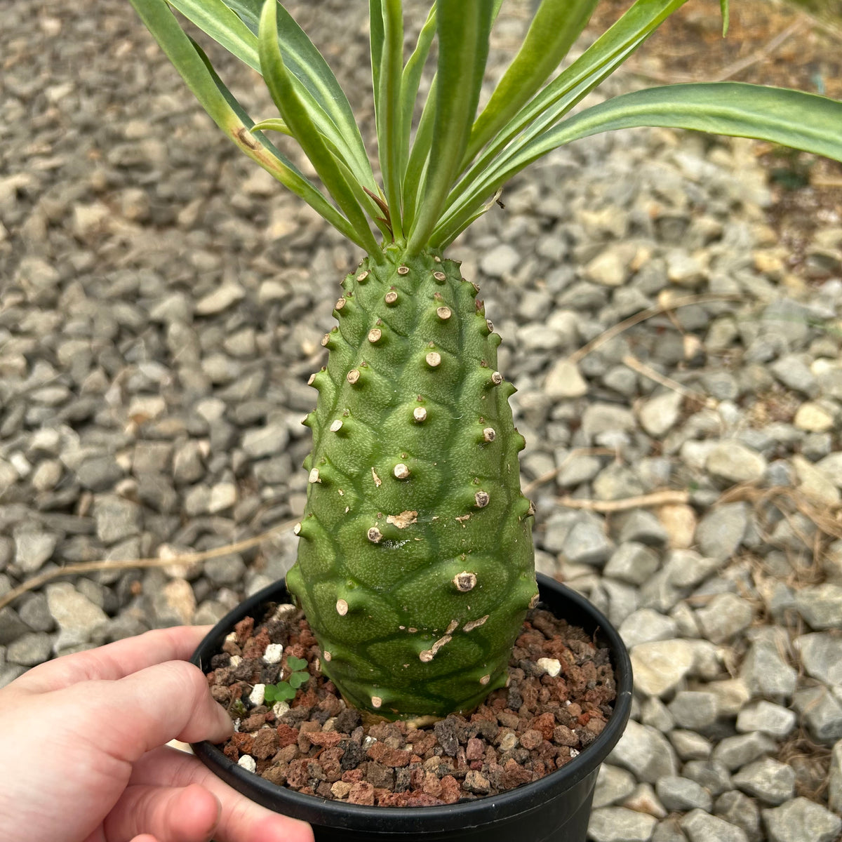 Euphorbia monteiroi | Angola form-Euphorbia-W5-6cm-image-1