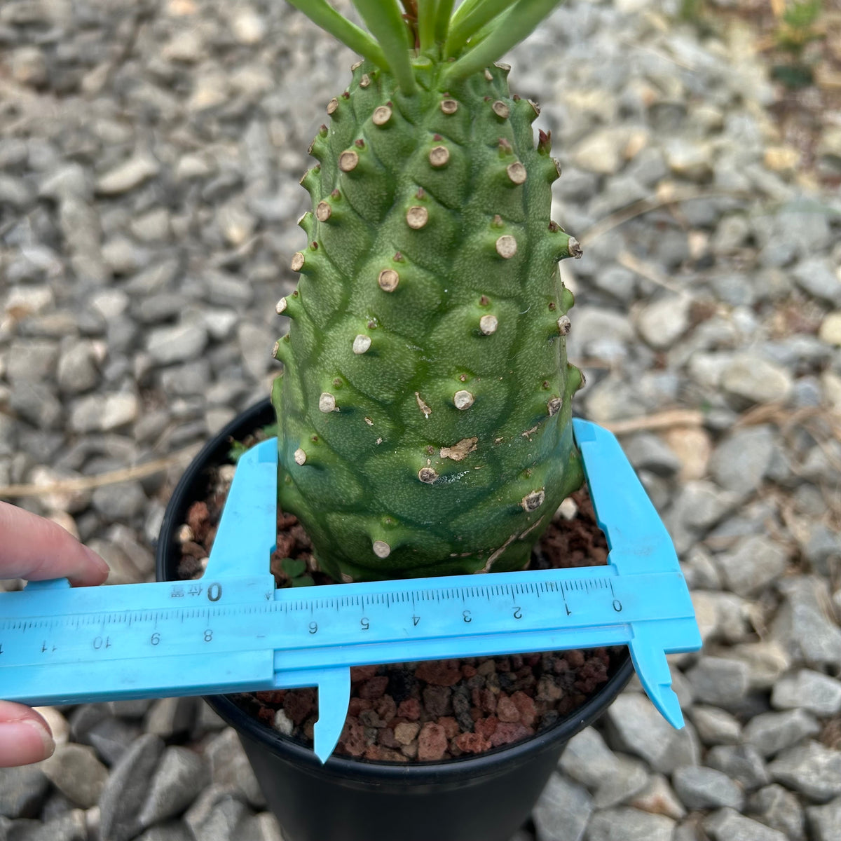 Euphorbia monteiroi | Angola form-Euphorbia-W5-6cm-image-3