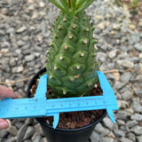 Euphorbia monteiroi | Angola form-Euphorbia-W5-6cm-image-3