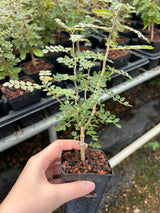 Commiphora planifrons-Burseraceae-W0.5cm-image-3