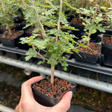 Commiphora planifrons-Burseraceae-W0.5cm-image-1