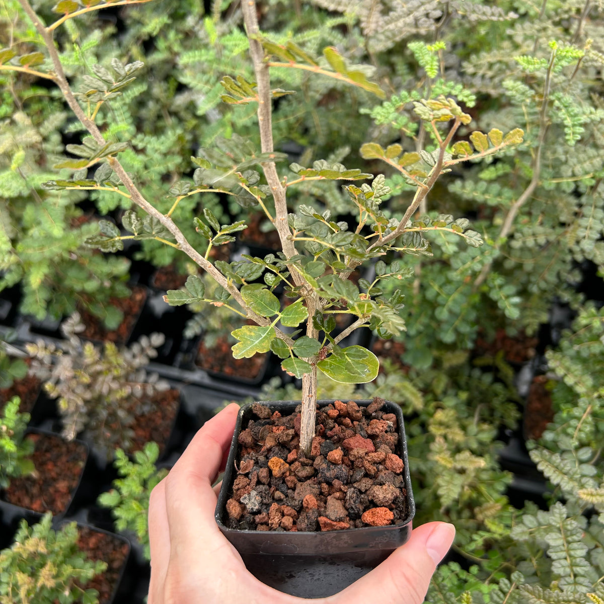 Commiphora planifrons-Burseraceae-W0.5cm-image-7