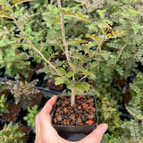 Commiphora planifrons-Burseraceae-W0.5cm-image-7