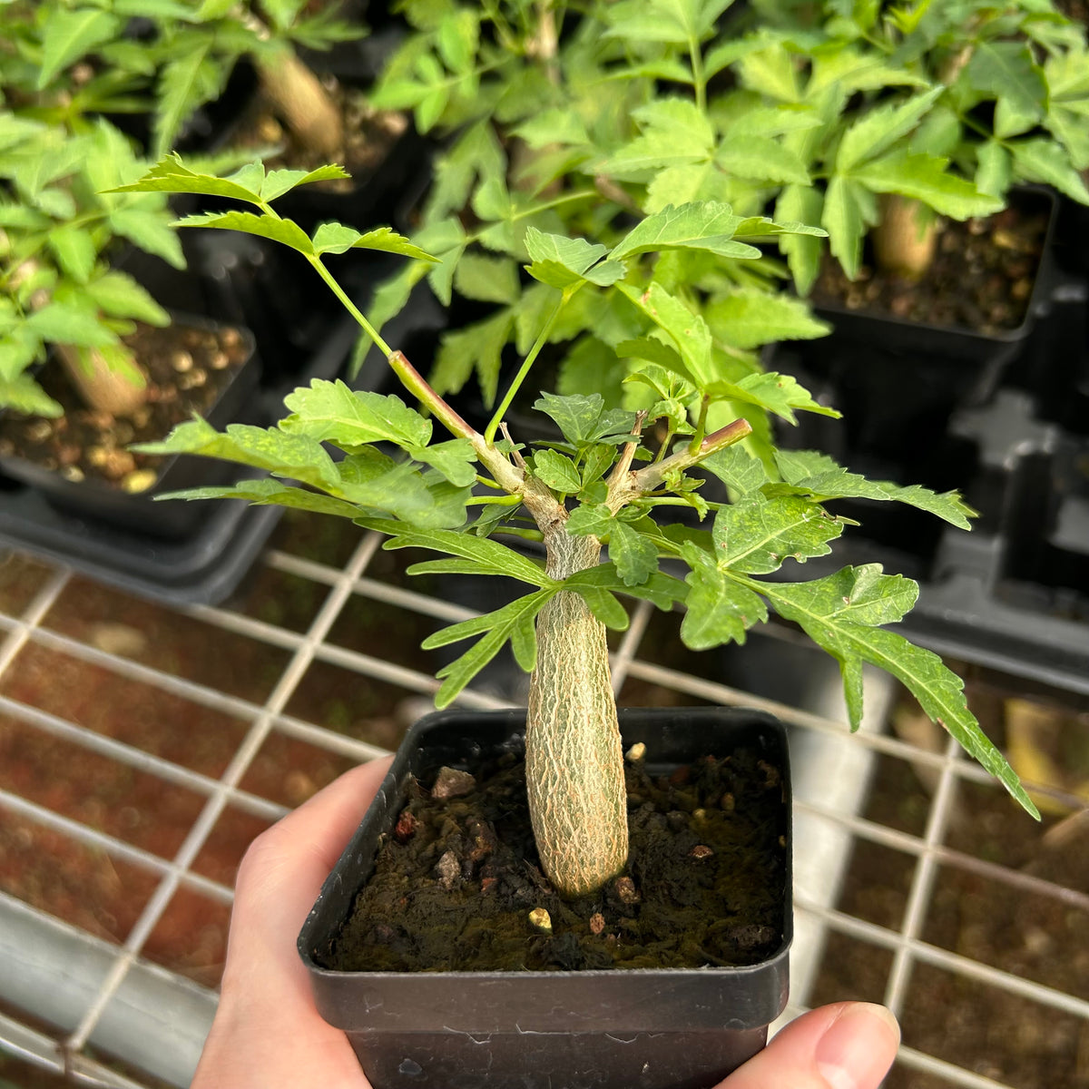 Bursera fagaroides-Burseraceae-W1-1.5cm-image-2