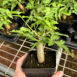 Bursera fagaroides-Burseraceae-W1-1.5cm-image-2