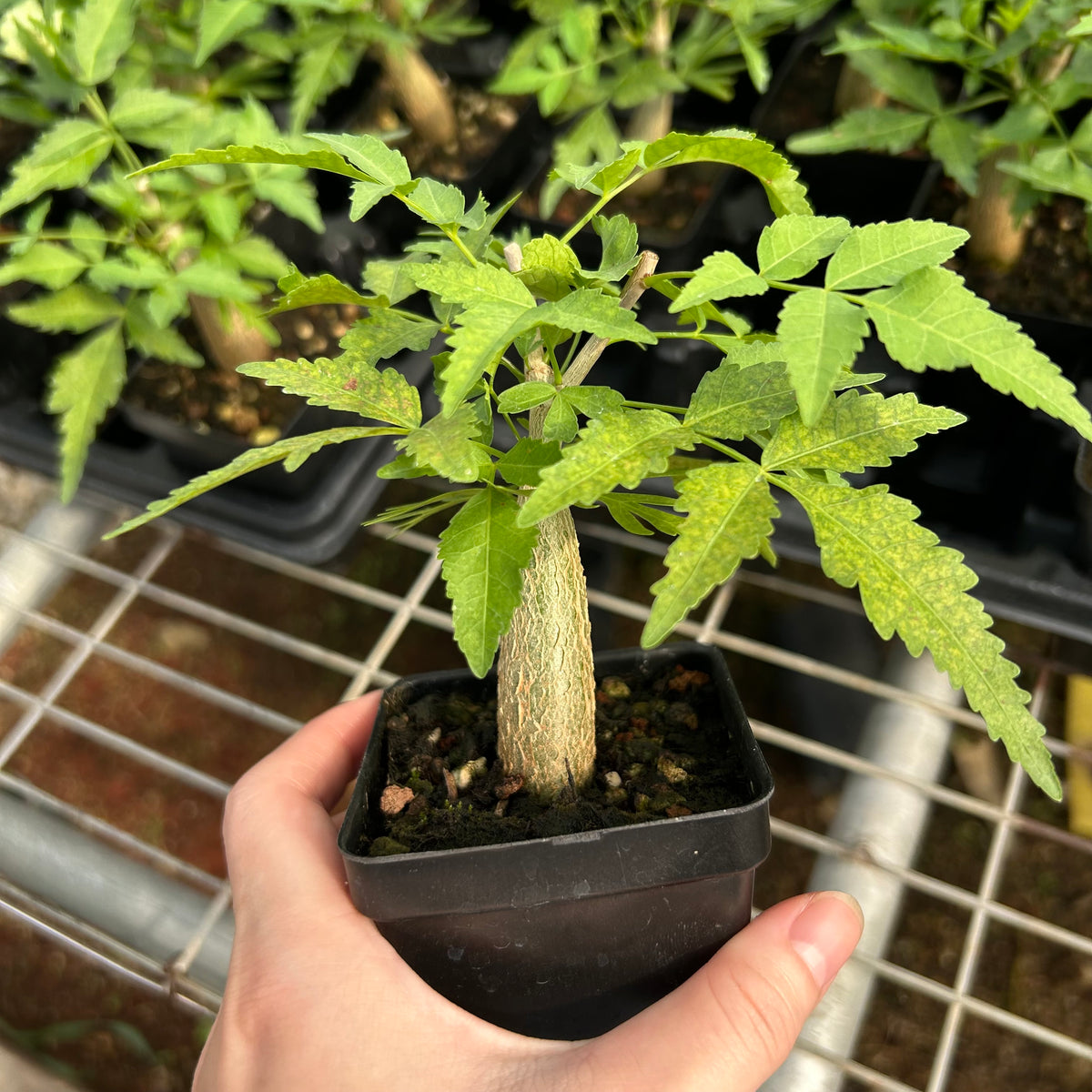 Bursera fagaroides-Burseraceae-W1-1.5cm-image-3