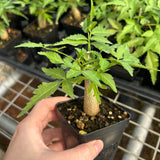 Bursera fagaroides-Burseraceae-W1-1.5cm-image-4