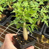 Bursera fagaroides-Burseraceae-W1-1.5cm-image-5