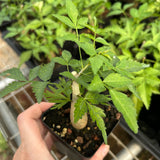 Bursera fagaroides-Burseraceae-W1-1.5cm-image-6