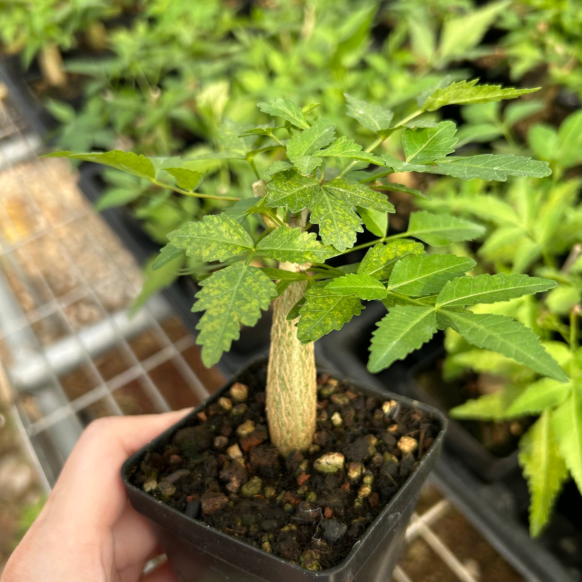 Bursera fagaroides-Burseraceae-W1-1.5cm-image-7